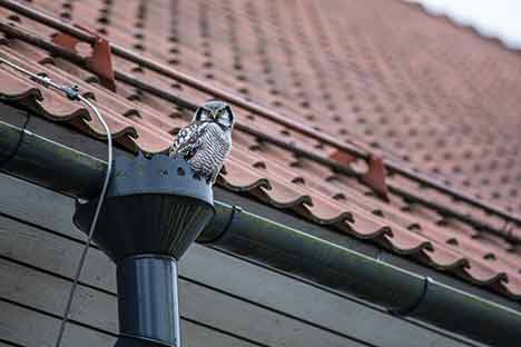 an owl sitting on a gutter