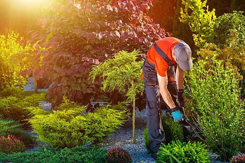 landscaping tips to protect your plumbing