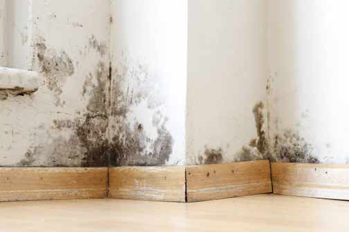 mold and mildew growing on a wall