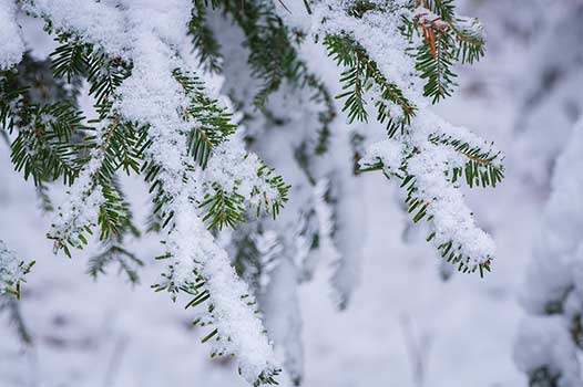 prevent frozen pipes during naperville winters.