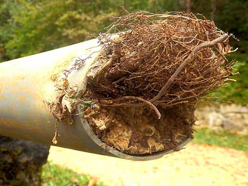 sewer line problems in lemont township