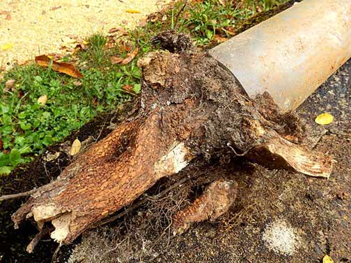 sewer line in need of repair in palos heights illinois.
