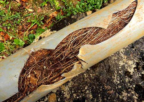 Handling Sewer Line Trouble