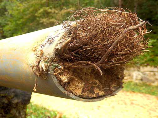 tree roots growing inside a sewer line.