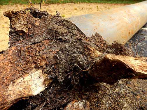 a sewer tree root intrusion has caused a sewer line to break.