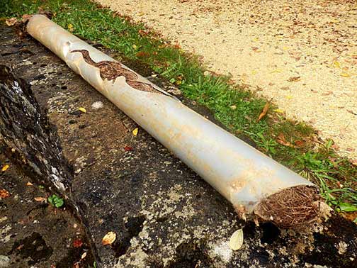 Understanding Tree Root Invasion in Sewer Lines