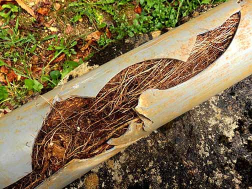 tree roots growing into a sewer line