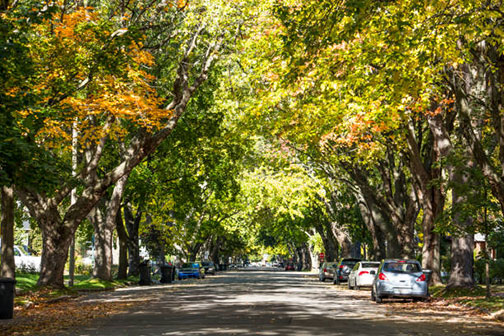 tree lined street in brookfield illinois