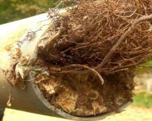 tree-root-infiltration