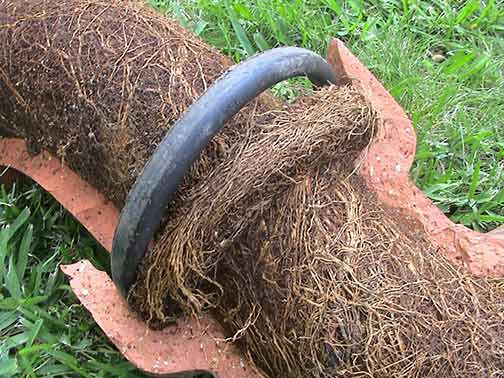 tree roots in sewer line.