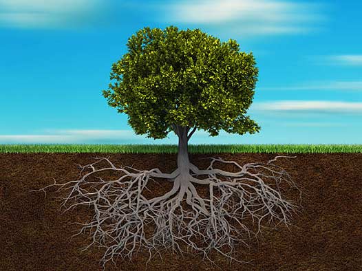 what you should know about trees and your plumbing system