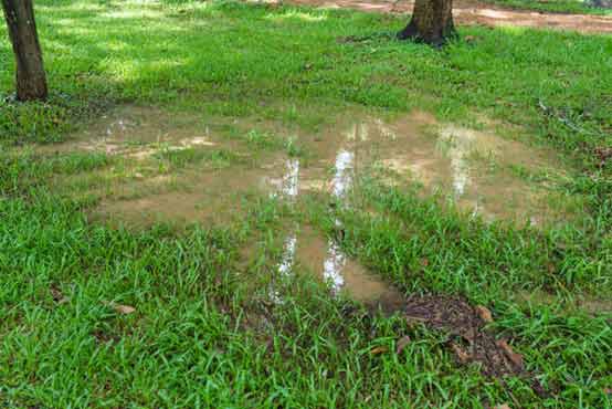a wet lawn that has underlying plumbing issues.